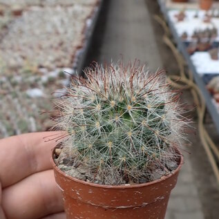 Mammillaria eschanzieri