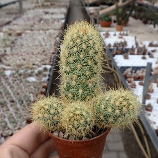 Mammillaria elongata