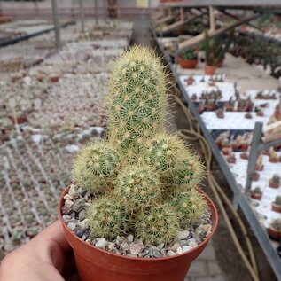 Mammillaria elongata