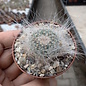 Mammillaria hahniana cv. werdermanniana