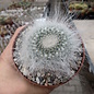 Mammillaria hahniana cv. werdermanniana