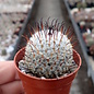 Mammillaria perezdelarosae