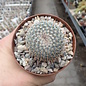 Mammillaria saetigera aff.  Rog 432  Guamúchil, Guanajuato, MEX