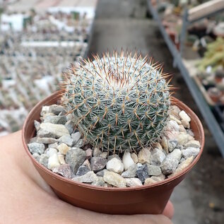 Mammillaria saetigera aff.  Rog 432  Guamúchil, Guanajuato, MEX