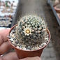 Mammillaria viereckii   San Vincente, Tamaulipas, Mexico