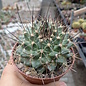 Mammillaria melanocentra