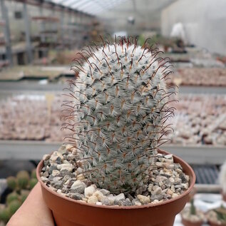 Mammillaria perezdelarosae