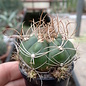 Gymnocalycium fleischerianum  VOS 30 östl. der Pirareta Wasserfälle, Cordillera, Paraguay, 185 m   