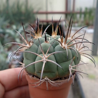 Gymnocalycium zegarre  VOS 76 westl. Materal, Santa Cruz, Materal, Bolivien, 1242 m