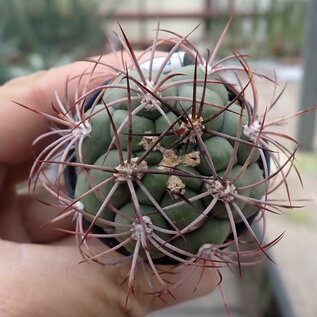 Gymnocalycium tilcarense  VOS 1578 Nördlich von Coiruro, Jujuy, Argentinien, 2108m