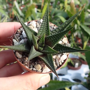 Haworthia limifolia