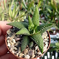 Haworthia attenuata cv. Enon