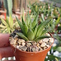 Haworthia reticulata