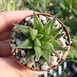 Haworthia reticulata