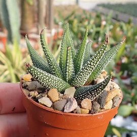 Haworthia fasciata cv. Concolor