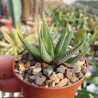 Haworthia fasciata cv. Concolor