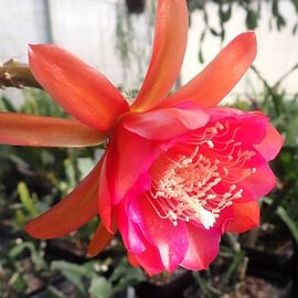 Epiphyllum-Hybr. Bonnie Brae