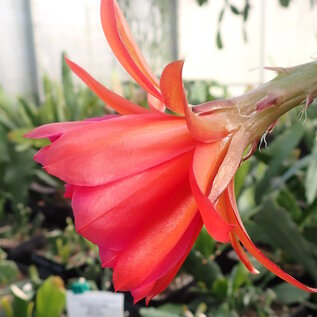 Epiphyllum-Hybr. Bonnie Brae