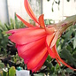 Epiphyllum-Hybr. Bonnie Brae