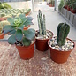 Ensemble de plantes 3 plantes succulentes