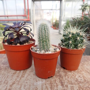 Ensemble de plantes 2 cactus et plantes succulentes