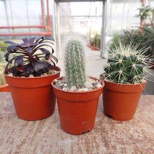 Plant set 2 cacti & succulents
