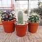 Set de plantas 2 cactus y suculentas
