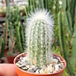 Set de plantas 2 cactus y suculentas