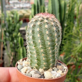 Conjunto de plantas 1 cactus