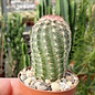 Ensemble de plantes 1 cactus