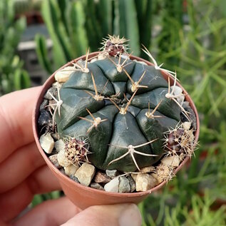 Conjunto de plantas 1 cactus