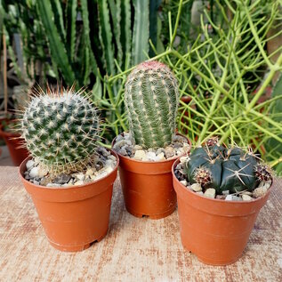 Ensemble de plantes 1 cactus