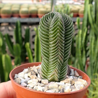 Crassula-Hybr. Buddhas Temple