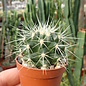 Echinocactus grusonii