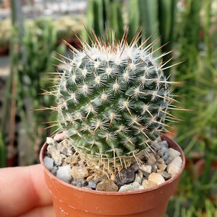 Mammillaria parkinsonii