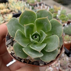 Aeonium simsii