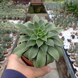 Aeonium simsii