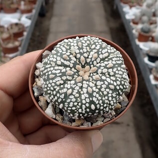 Astrophytum asterias Super Kabuto cv. Star