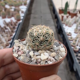 Coryphantha radians   Zimapan, Hidalgo, Mexiko