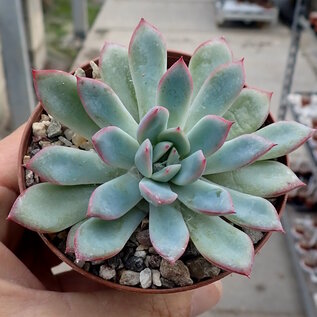 Echeveria pulidonis   Blüte gelb, flower yellow