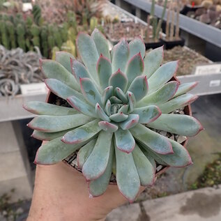 Echeveria pulidonis   Blüte gelb, flower yellow