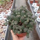 Euphorbia globosa