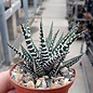 Haworthia attenuata cv. Big Band