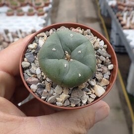 Lophophora williamsii