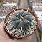 Lophophora williamsii