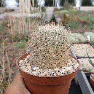 Mammillaria celsiana