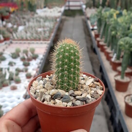 Pilosocereus maxonii