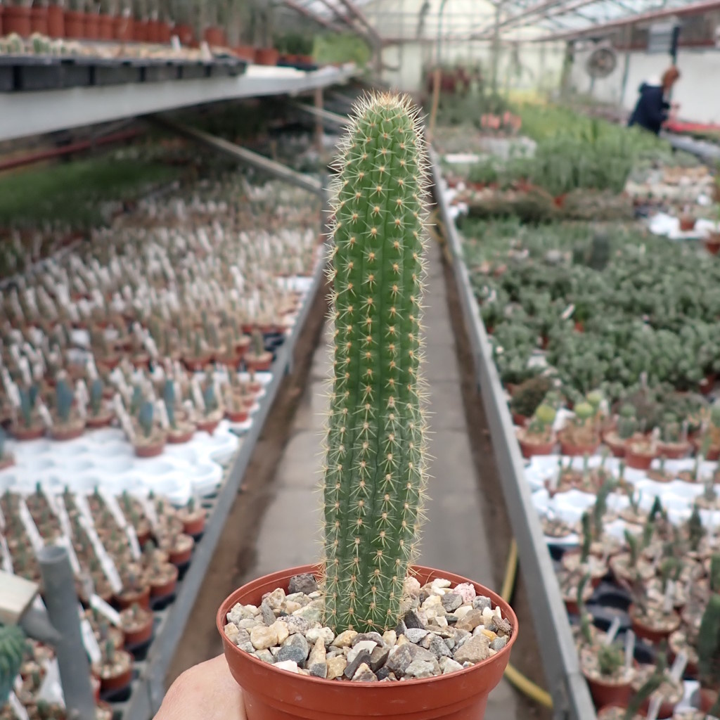 Pilosocereus maxonii Uhlig Kakteen Über 5000 verschiedene Arten