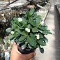 Euphorbia-Hybr. White Hot Milii