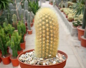 Seticereus